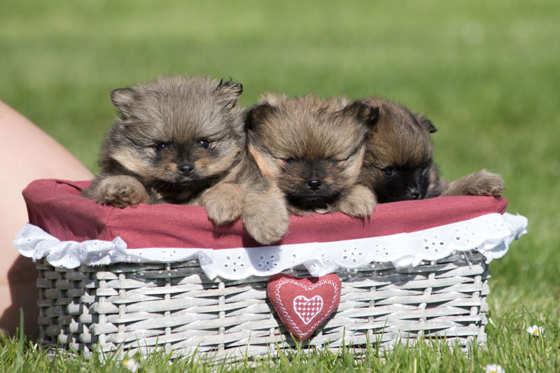 chiot berger australien bleu merle