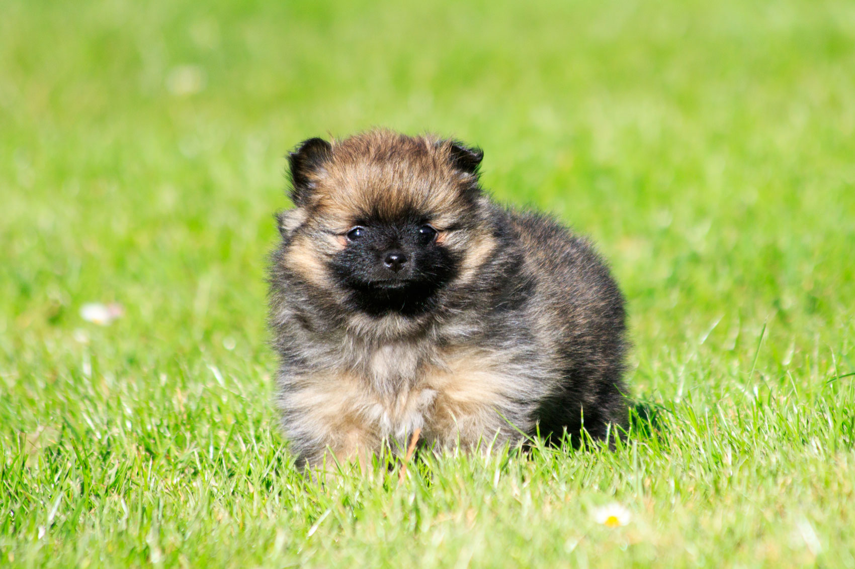 chiot spitz