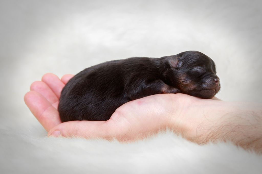 chiot pomeranian noir et feu