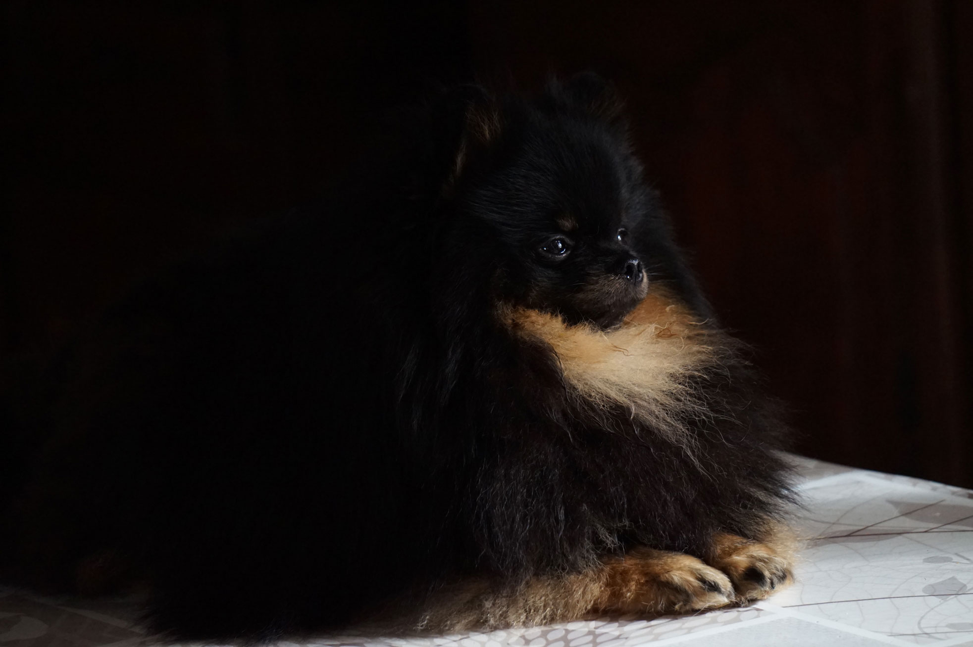 spitz nain