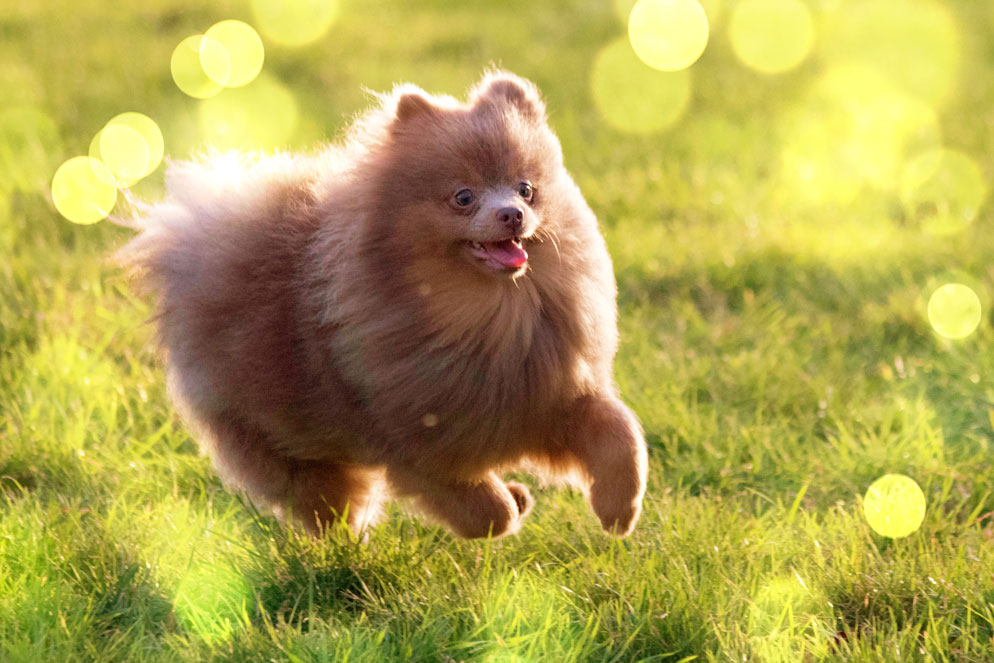 spitz nain